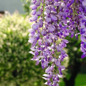 Wisteria floribunda Naga Noda
