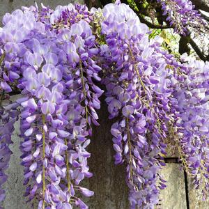 Wisteria floribunda Naga Noda