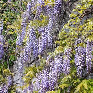 Wisteria floribunda Naga Noda