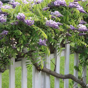 Wisteria floribunda Naga Noda