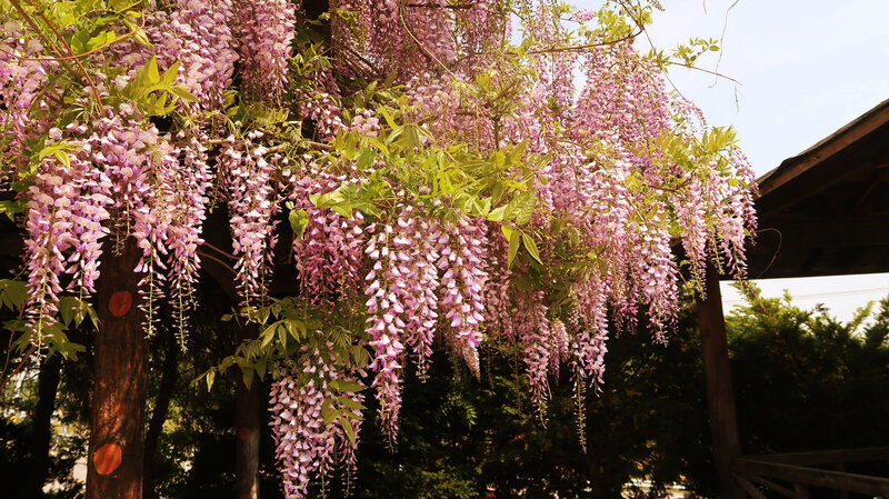 Wisteria floribunda Rosea