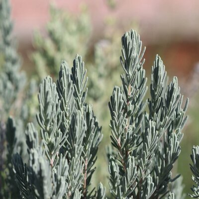 Lavandula officinalis