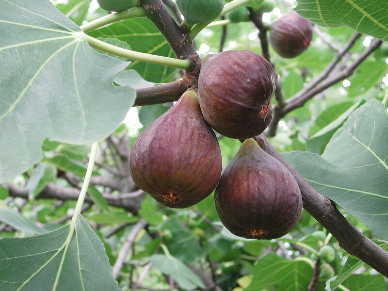 Ficus carica Brogiotto Nero