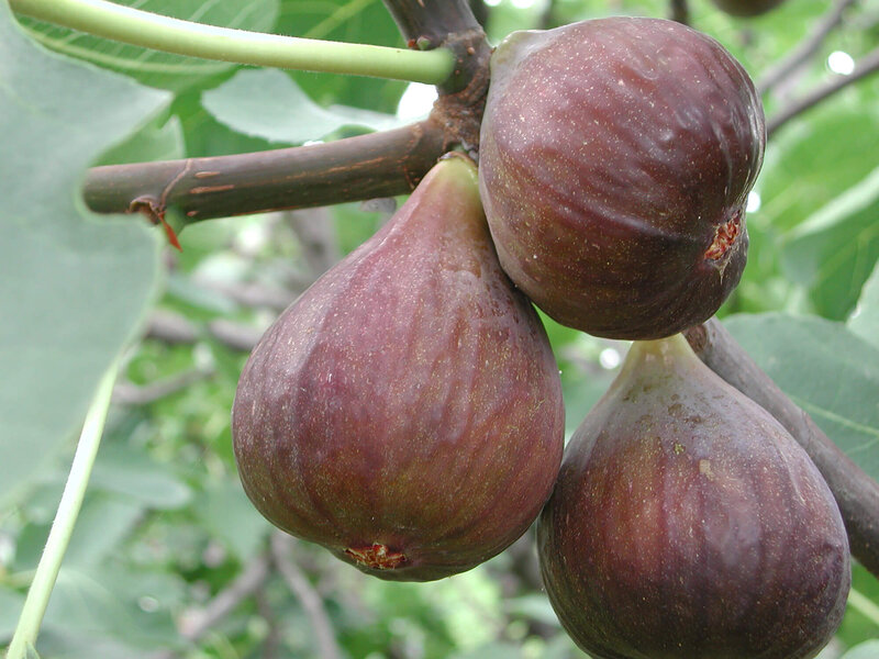Ficus carica Perretta