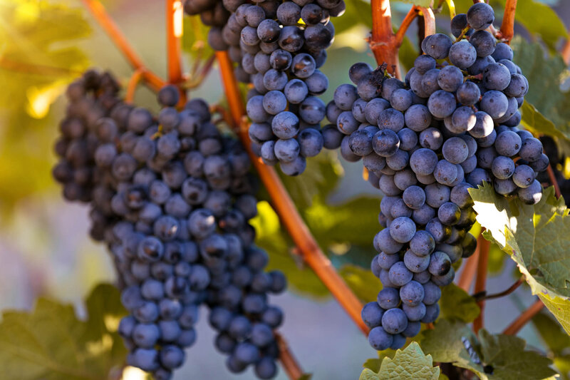 Vitis vinifera 'Blauer Muskat'