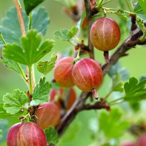 Ribes uva-crispa