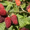 Rubus 'Tayberry Buckingam'