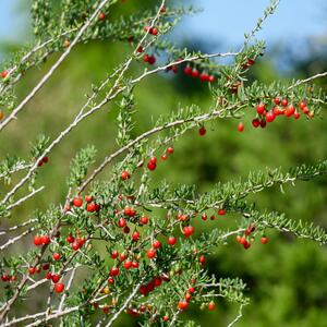 Lycium barbarum