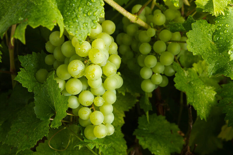 Vitis vinifera Arkadia