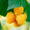 Rubus idaeus Golden Everest