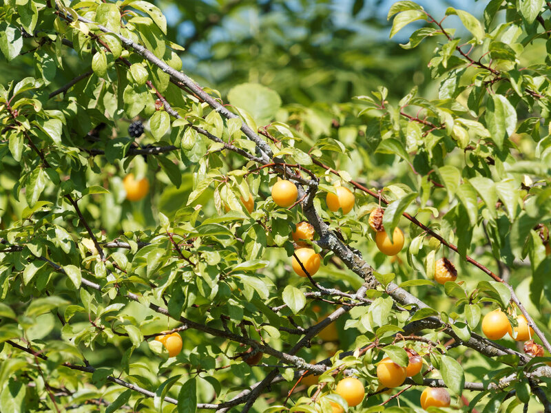 Prunus domestica Mirabelle von Nancy