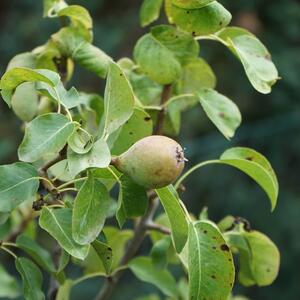 Pyrus communis 'Obelisk'
