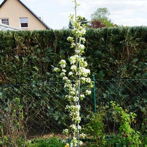 Pyrus communis 'Obelisk'