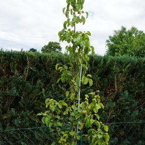 Pyrus communis 'Obelisk'
