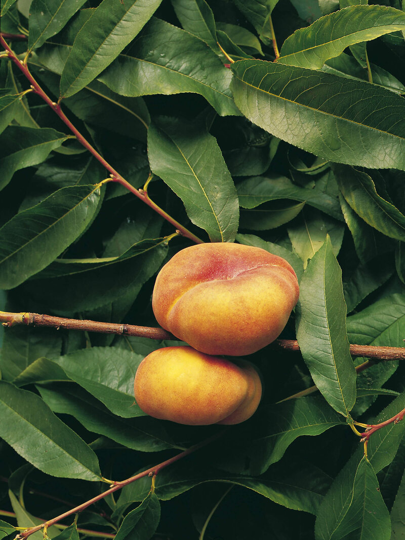 Prunus persica 'Jalousia'