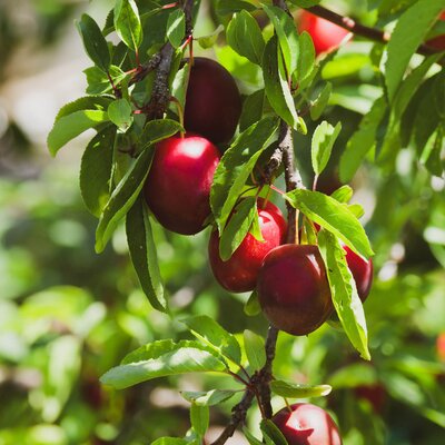 Prunus domestica 'Ruby'