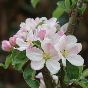 Malus domestica Bolero