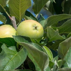 Malus domestica Bolero