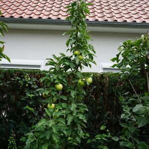 Malus domestica Bolero