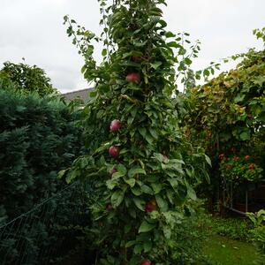 Malus domestica Waltz