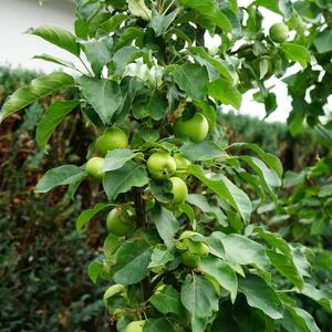 Malus domestica Bolero