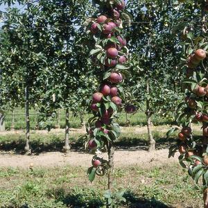 Malus domestica Chinon