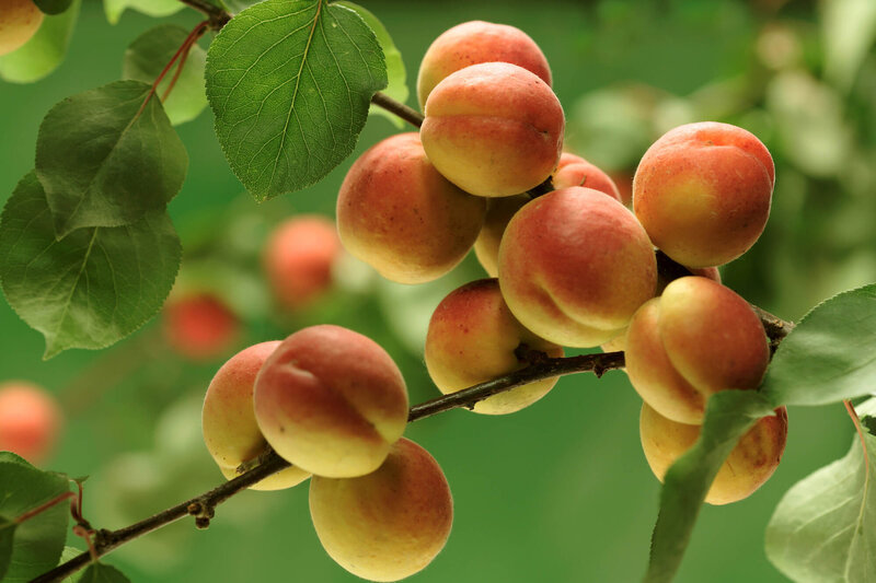 Prunus armeniaca Kuresia