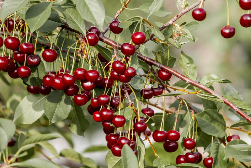 Prunus cerasus Maliga