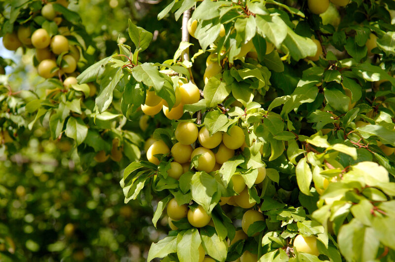 Prunus domestica Große grüne Ringlotte