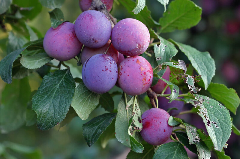 Prunus domestica Jojo
