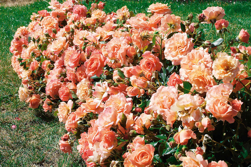 Rosa 'Bordüre Apricot'