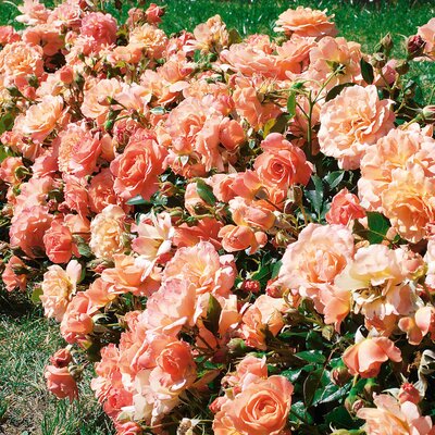 Rosa 'Bordüre Apricot'