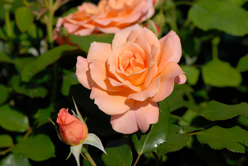 Rosa 'Bordüre Apricot'
