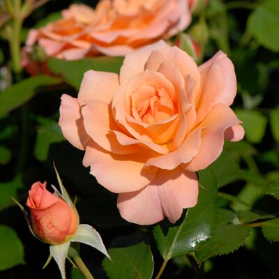 Rosa 'Bordüre Apricot'