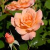 Rosa 'Bordüre Apricot'