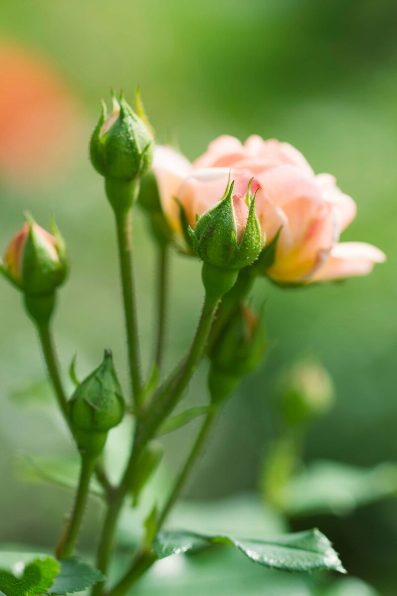 Rosa 'Bordüre Apricot'