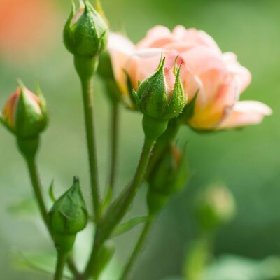 Rosa 'Bordüre Apricot'