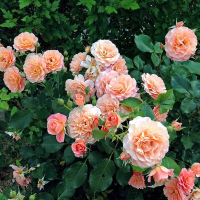 Rosa 'Bordüre Apricot'