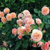 Rosa 'Bordüre Apricot'