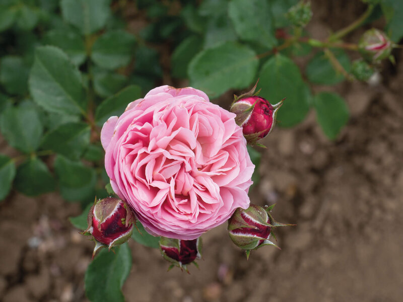 Rosa 'Domaine de Chantilly®'
