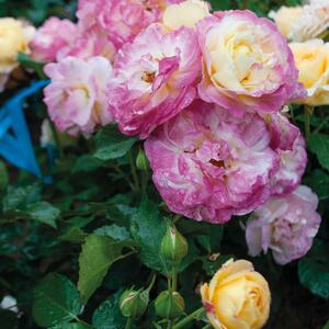 Rosa 'Festy Life®'