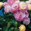 oder wurzelnackt Rosa 'Festy Life®'