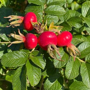 Rose rugosa