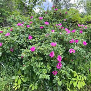 Rose rugosa