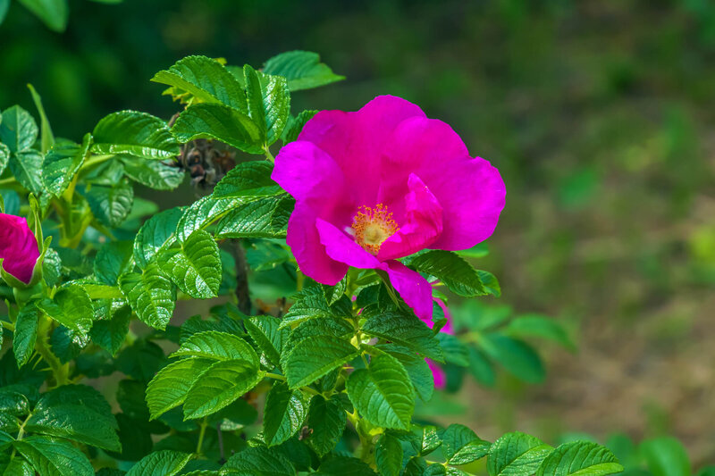 Rose rugosa