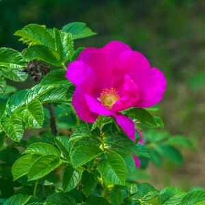 Rose rugosa