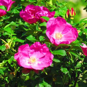 Rose rugosa