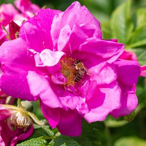 Rose rugosa