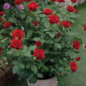 Rosa 'Hommage a Barbara'