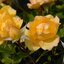 gelb Rosa 'Gold Reef®'